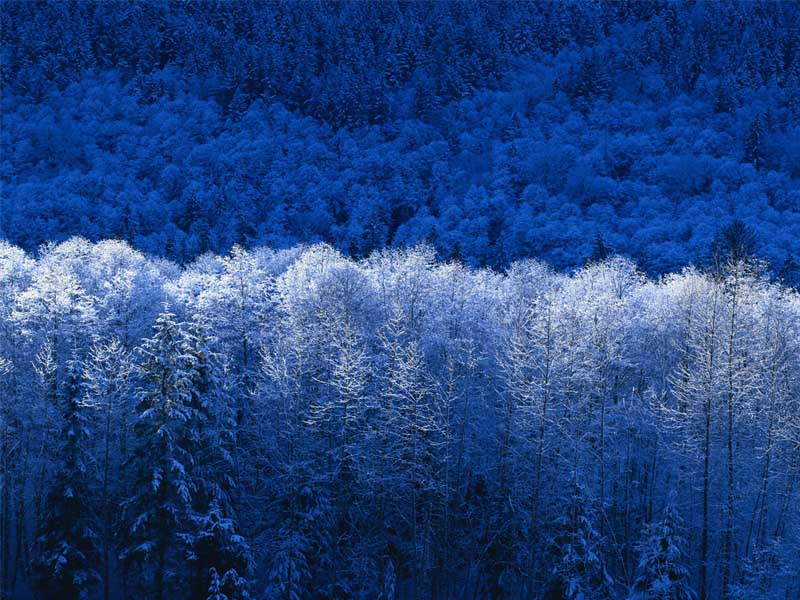 Winter Winter